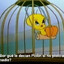 Piolin