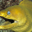 Slipperiest Eel