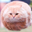 Hover_Cat