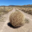 Tumbleweed