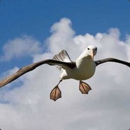信天翁