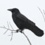 Corvus