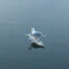 Seagull