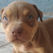 Nicocgboy avatar