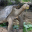 Galápagos tortoise