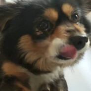 嘟纸长大要当太空人