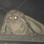 FacelessMoth