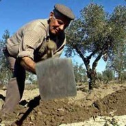 Antonio_O AGRICULTOR