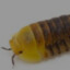 rubber ducky isopod