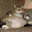 Fat Feline