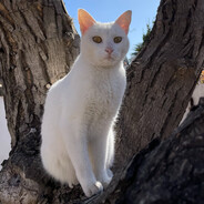 El Kaiser