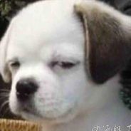 面面是个大煞笔