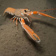 Langoustine????????
