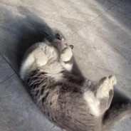 我有一只蓝白猫