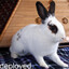 bunby