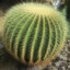 Maricel ferma de cactusi