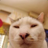 形势卜严骏，卜要报警