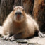 Capybara