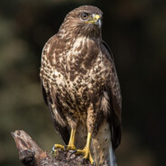 sydd - steam id 76561198394835479