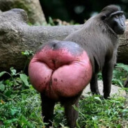 满山猴子我腚最红