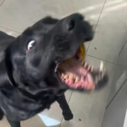 你的面条里有牛肉吗