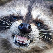 MadRaccoon