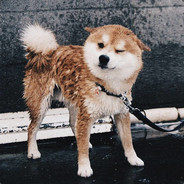 重生之我是188黑皮体育生