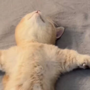 双层深海鳕鱼堡