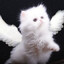 catsenjoyer