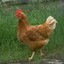 Chicken winaskin.com
