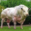 Ripped Cow