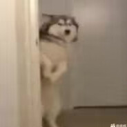 --上等马守门员--