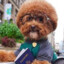 Goblin_Dog