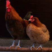 Gallus Gallus Domesticus