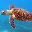 sea turtle