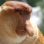 Monkeymembert
