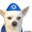 Small Jewish Dog's avatar