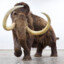 _dumb_mammoth_