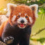 RedPanda