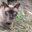 Avatar of R.I.P Chocolate