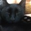 dementedkitten88