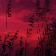 .scvore - steam id 76561199062557160