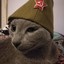 comrade cat