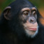 Monke