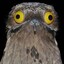 Great Potoo