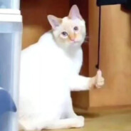 花仙魔法使者夏安安