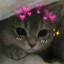 Kitty Kate