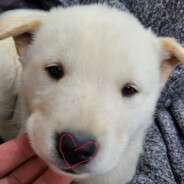 나죽이면대머리