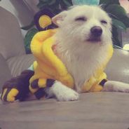 不浪自挂东南枝