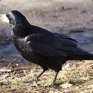 Corvus Frugilegus
